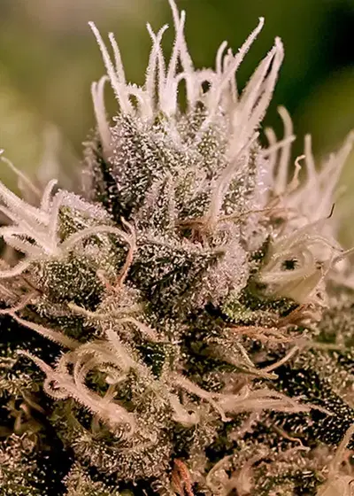 Jack Diesel Auto cannabis strain