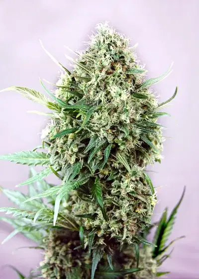 Jack Diesel by Positronics Seeds, Photoperiod cannabis strain