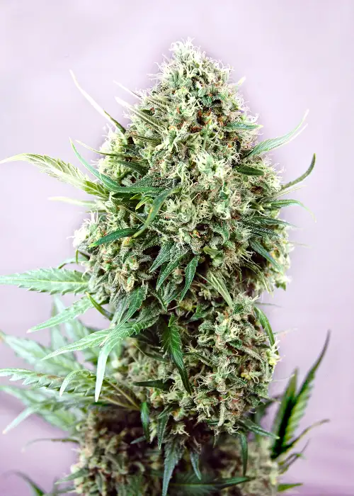 Jack Diesel by Positronics Seeds, Photoperiod cannabis strain