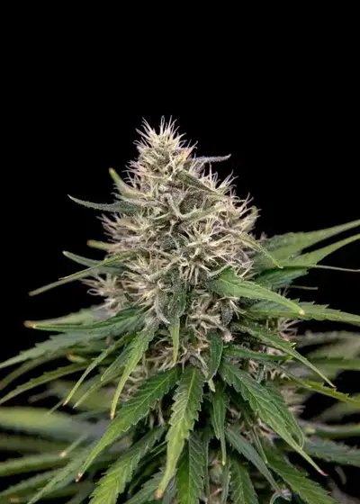 Jack Eh by House of the Great Gardener, Photoperiod cannabis strain
