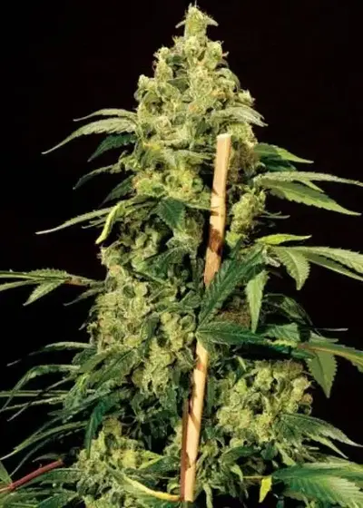 Jack Herer (aka High-Jack) by Sensible Seeds, Photoperiod cannabis strain