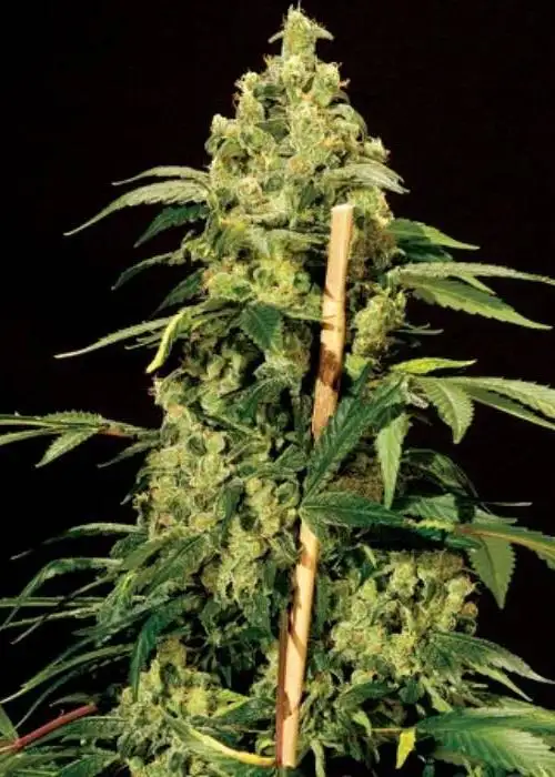 Jack Herer (aka High-Jack) by Sensible Seeds, Photoperiod cannabis strain