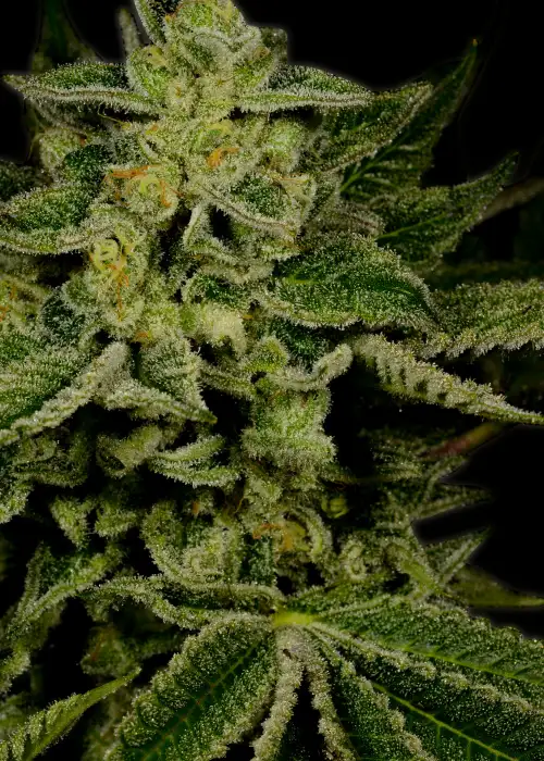 Jack Herer Autoflower by Mediseed Man, Autoflower cannabis strain