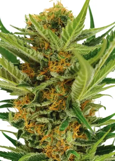 Jack Herer (fem) by ILGM, Photoperiod cannabis strain