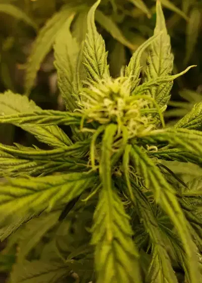 Jack Herer Feminized by Seeds Genetics Co., Photoperiod cannabis strain