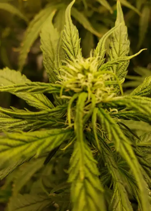 Jack Herer Feminized by Seeds Genetics Co., Photoperiod cannabis strain