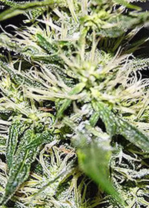 Jack Herer by Ganja Farmer cannabis strain