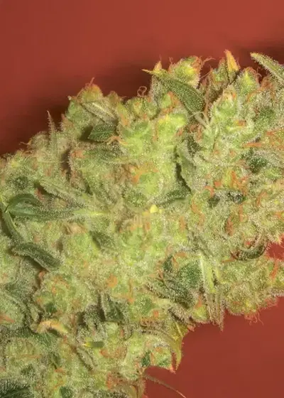 Jack La Motta by Medical Seeds, Photoperiod cannabis strain