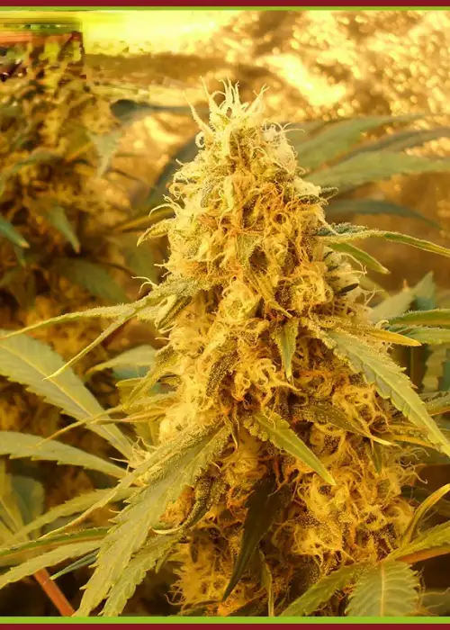 Jack Mist Tree by Dr. Krippling, Photoperiod cannabis strain