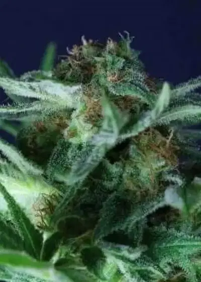 Jack Orange by Gea Seeds, Photoperiod cannabis strain