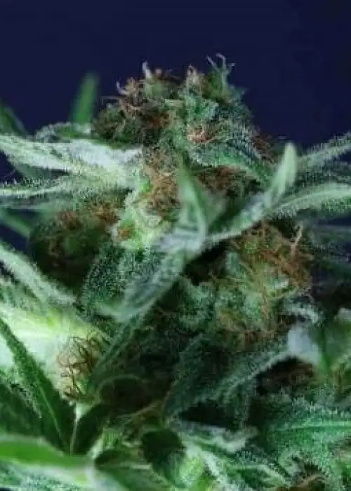 Jack Orange by Gea Seeds, Photoperiod cannabis strain