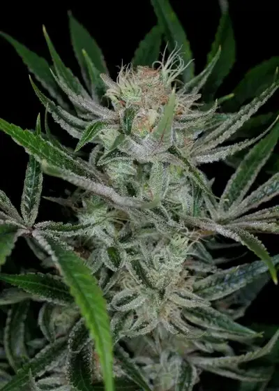 Jack the ripper by Cannabiorganic genetics, Photoperiod cannabis strain