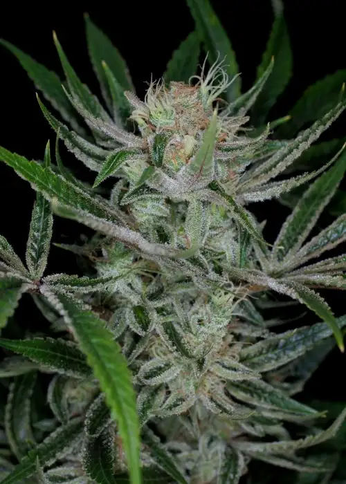 Jack the ripper by Cannabiorganic genetics, Photoperiod cannabis strain