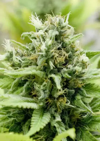Jackmatic by Blackskull Seeds, Autoflower cannabis strain