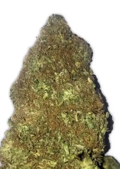 Jackpot Auto by Heavyweight Seeds, Autoflower cannabis strain