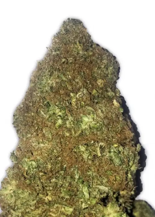 Jackpot Auto by Heavyweight Seeds, Autoflower cannabis strain