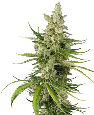 Jackuzzi by Sensi Seeds, Photoperiod cannabis strain