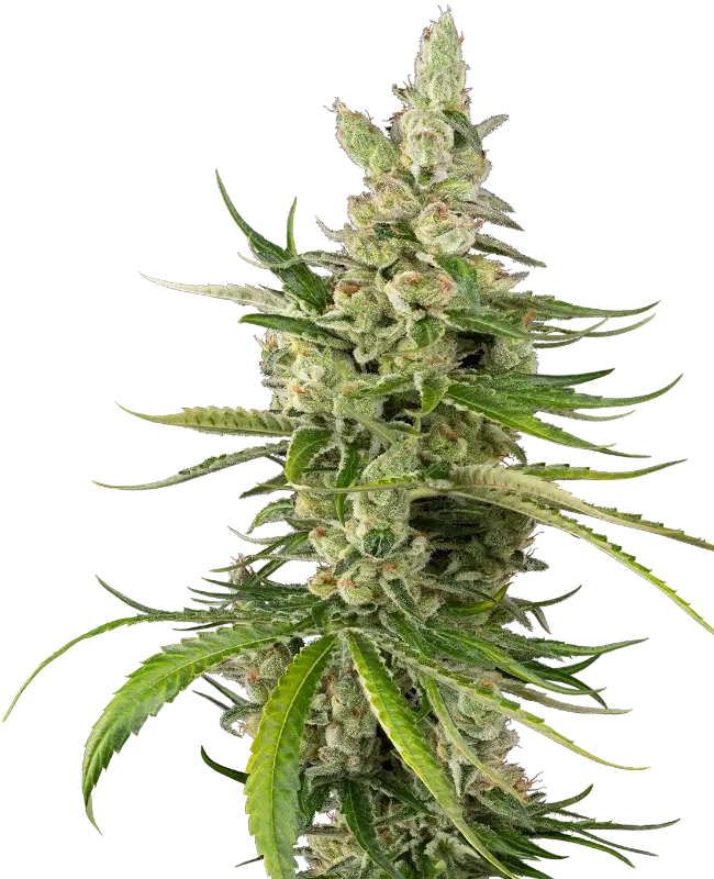 Jackuzzi by Sensi Seeds, Photoperiod cannabis strain
