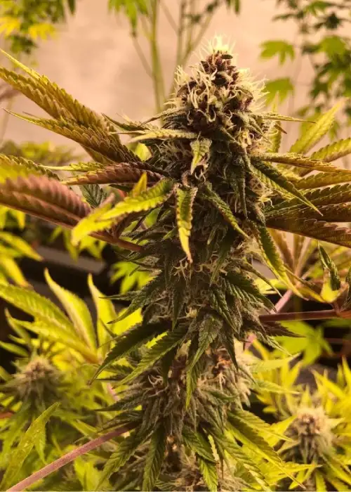 Jaguar Negro F2 by Black Tuna Seeds, Photoperiod cannabis strain