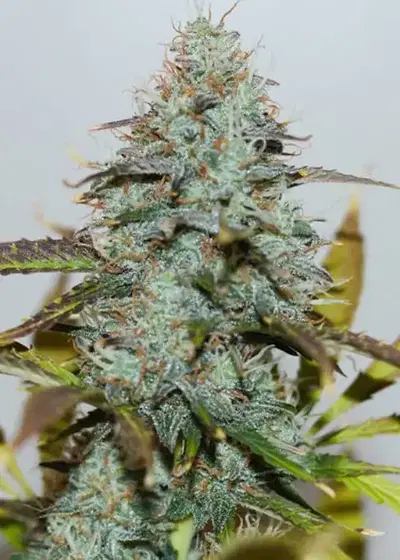 Jamaican Blue Auto by Inseedious Seeds, Autoflower cannabis strain
