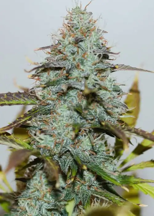 Jamaican Blue Auto by Inseedious Seeds, Autoflower cannabis strain