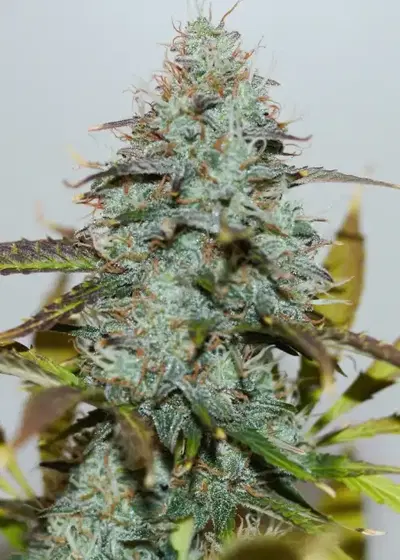 Jamaican Blue by Inseedious Seeds, Photoperiod cannabis strain