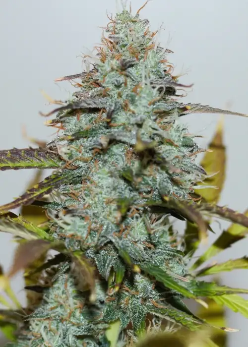 Jamaican Blue by Inseedious Seeds, Photoperiod cannabis strain