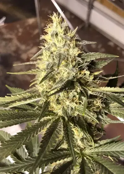 Jamaican Diesel by Top Dawg Seeds, Photoperiod cannabis strain