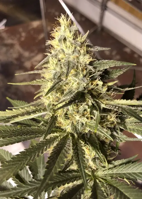 Jamaican Diesel by Top Dawg Seeds, Photoperiod cannabis strain