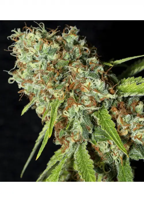 Jamaican Dream CBD by Eva Seeds, Photoperiod cannabis strain