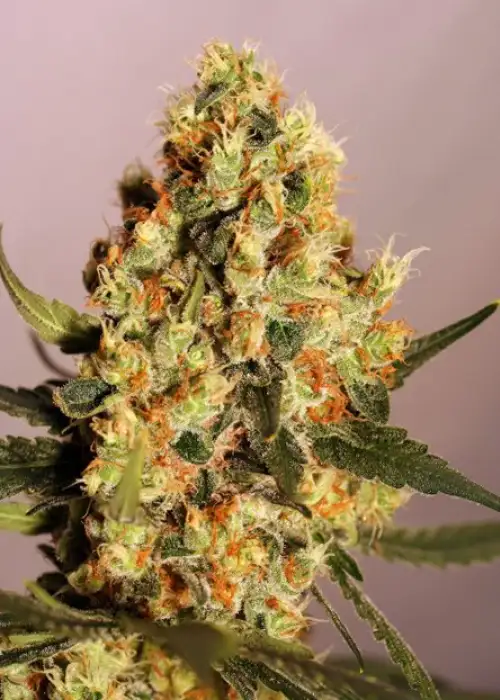 Jamaican Dream by Eva Seeds, Photoperiod cannabis strain