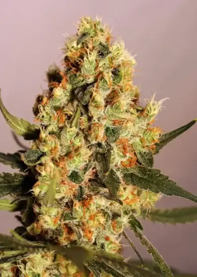 Jamaican Dream by Eva Seeds, Photoperiod cannabis strain
