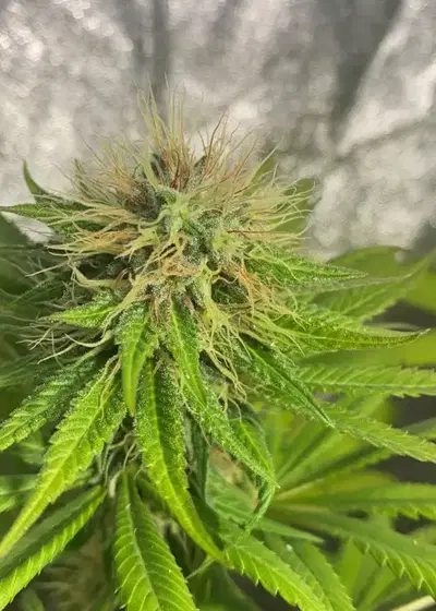 Jamming by Eureka Seed Org, Photoperiod cannabis strain