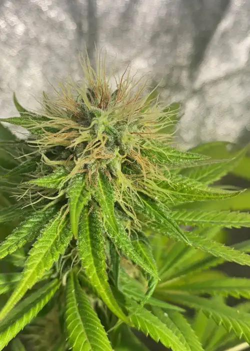 Jamming by Eureka Seed Org, Photoperiod cannabis strain