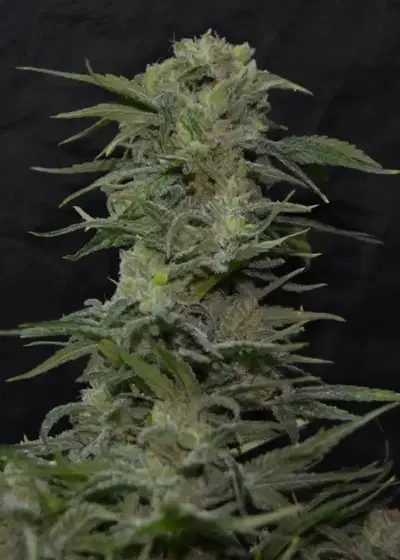 Jawbreaker 47 by Green Bud Seeds, Photoperiod cannabis strain