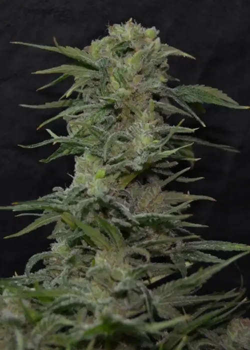 Jawbreaker 47 by Green Bud Seeds, Photoperiod cannabis strain