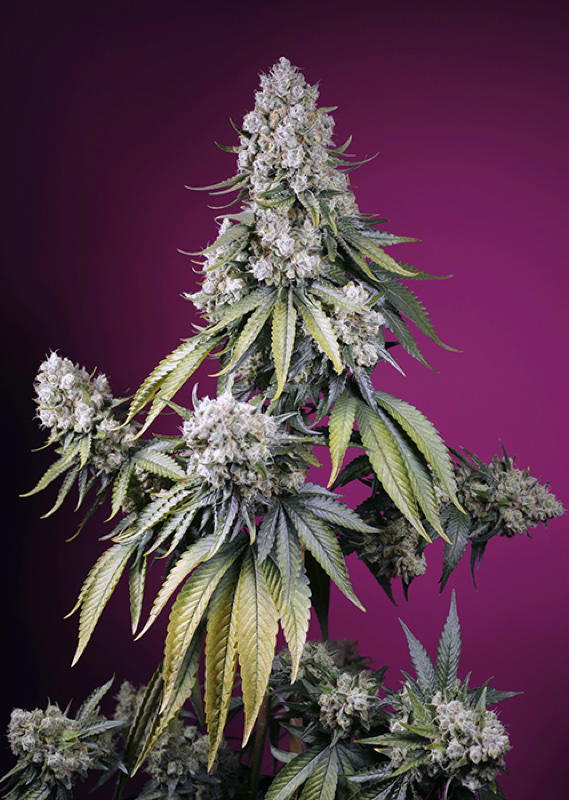 Jealousy Z XL Auto by Sweet Seeds, Autoflower cannabis strain