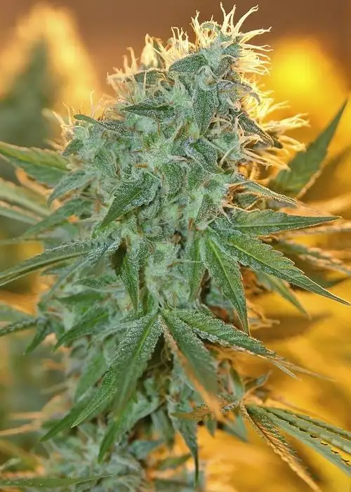 Jean Guy by House of the Great Gardener, Photoperiod cannabis strain