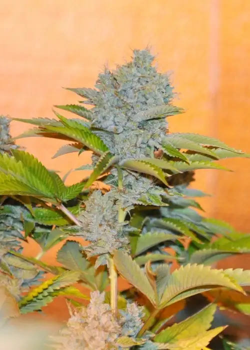 Jedi OG by Ocean Grown Seeds, Photoperiod cannabis strain