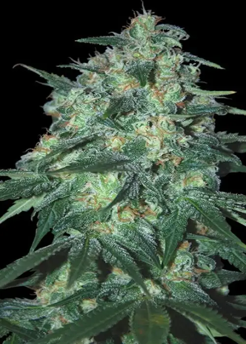 Jekyll Passion by Samsara Seeds, Photoperiod cannabis strain
