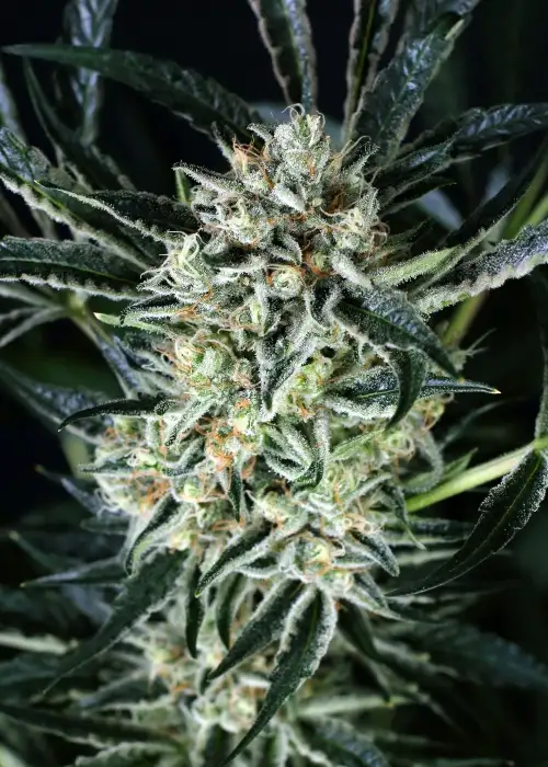 Jelly Bananen by Exotic Seed, Photoperiod cannabis strain