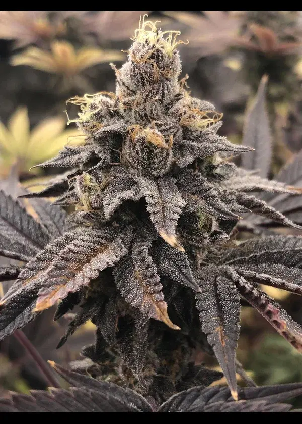 Jelly Breath bx1 by In House Genetics, Photoperiod cannabis strain