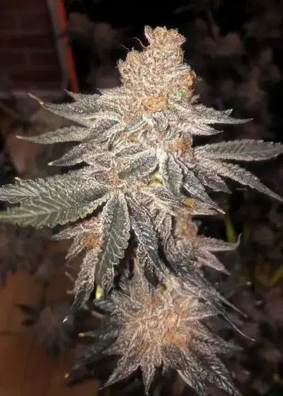 Jelly Breath S1 by In House Genetics, Photoperiod cannabis strain