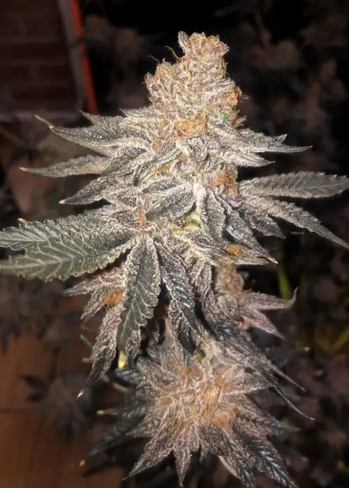 Jelly Breath S1 by In House Genetics, Photoperiod cannabis strain