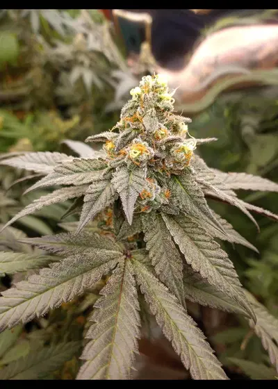 Jelly Pancakes by In House Genetics, Photoperiod cannabis strain