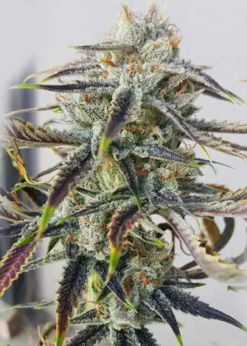Jenny Kush by Rare Dankness, Photoperiod cannabis strain