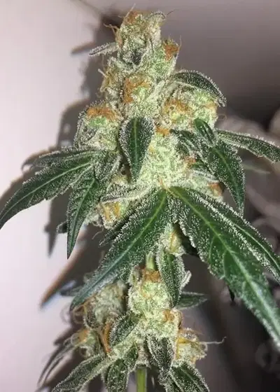 Jersey Mike by Dungeons Vault Genetics, Photoperiod cannabis strain
