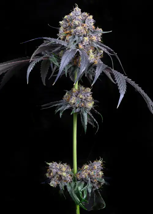Jet Fuel Gelato by Premium Cultivars, Photoperiod cannabis strain