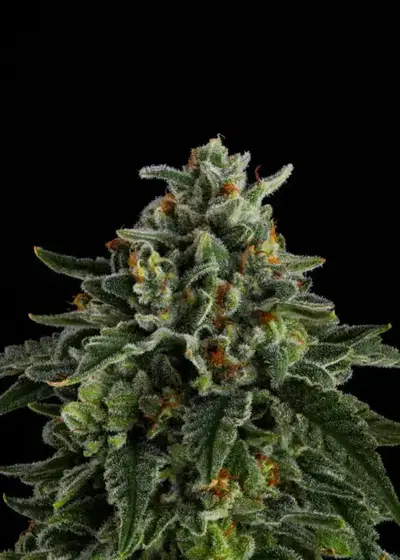 Jet Puft by Compound Genetics, Photoperiod cannabis strain