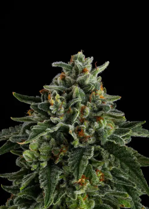 Jet Puft by Compound Genetics, Photoperiod cannabis strain